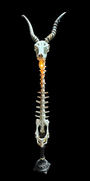 Black Buck Antelope Skull and Deer Spine Lamp