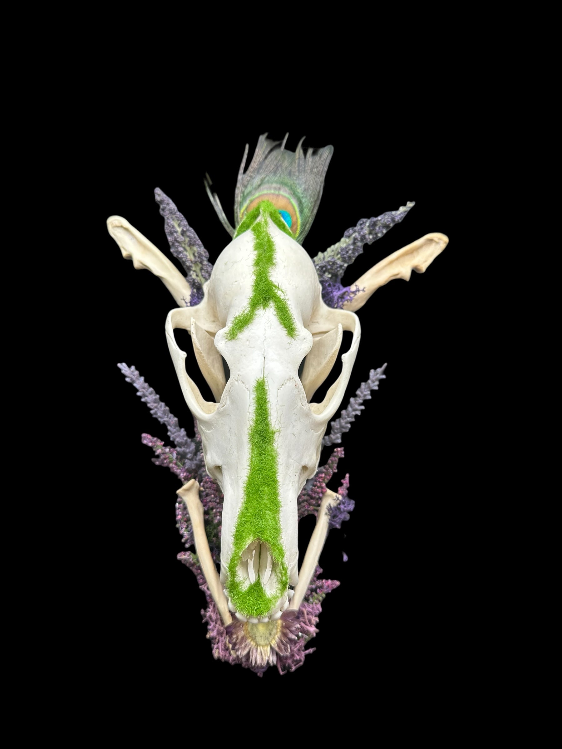 Coyote Skulls Coffin Plaque with Peacock Feather