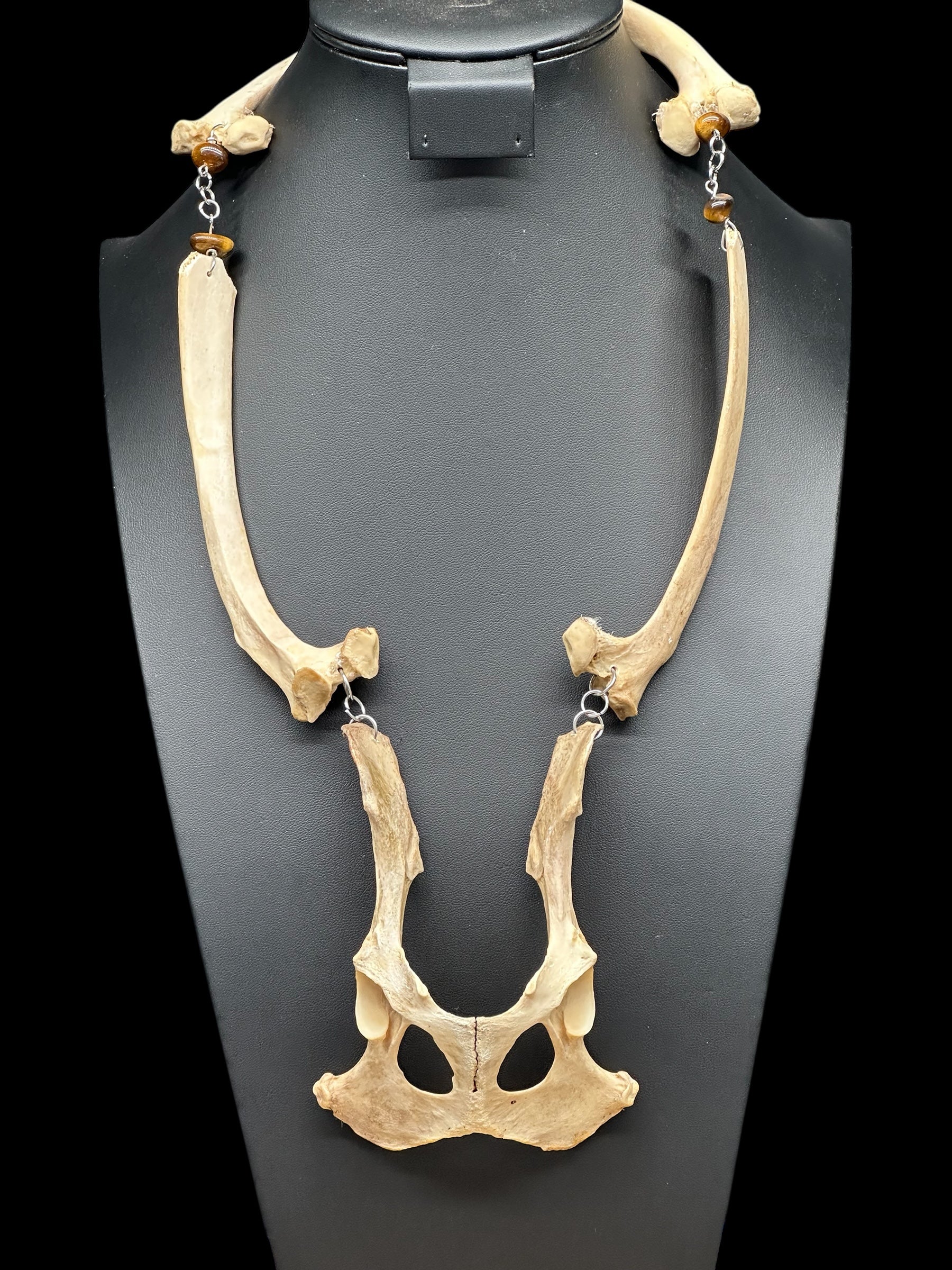 Coyote Pelvis and Deer Rib Necklace