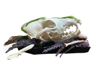 Coyote Skulls Coffin Plaque with Peacock Feather