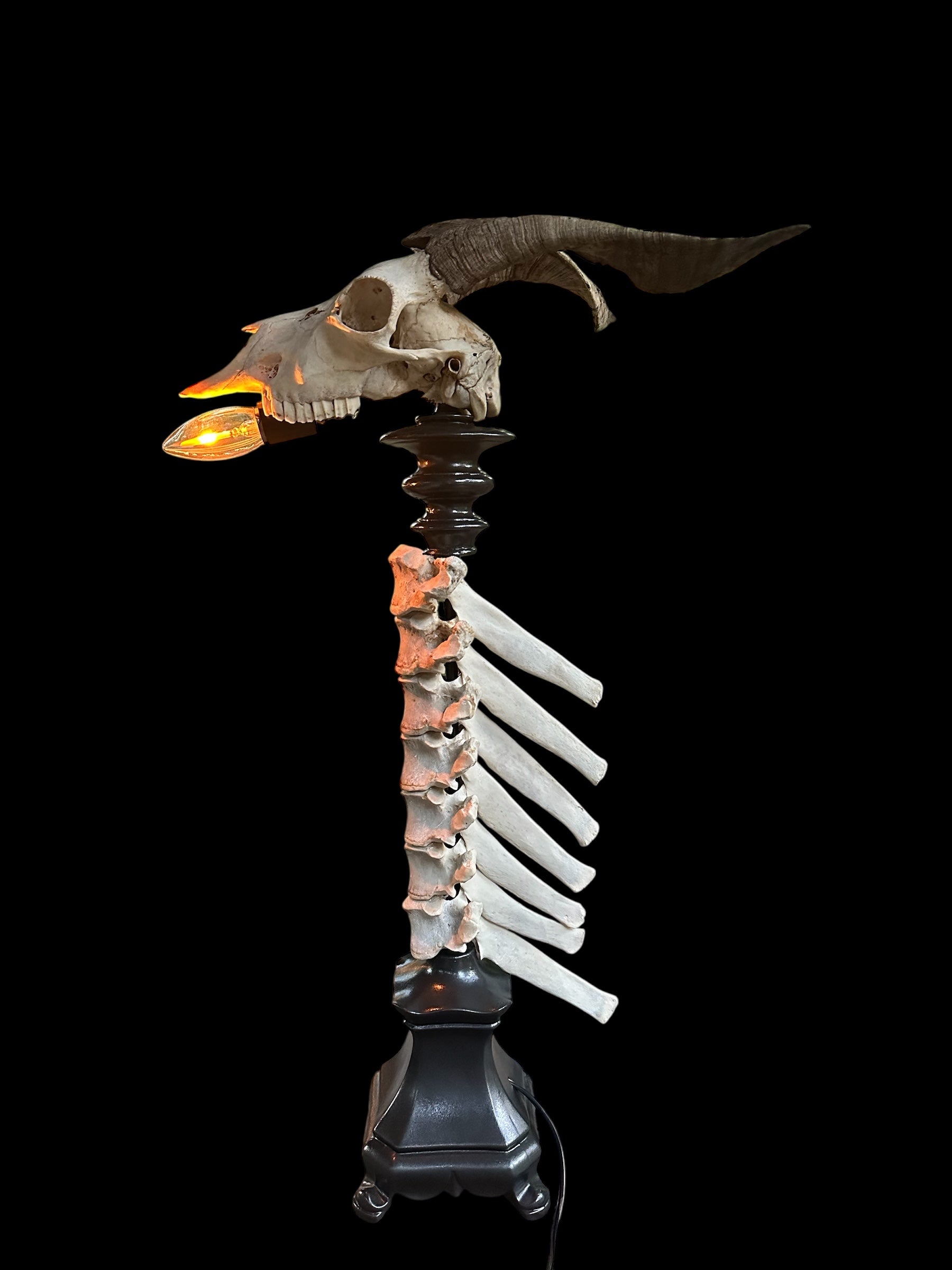 Goat Skull with Horse Vertebrae