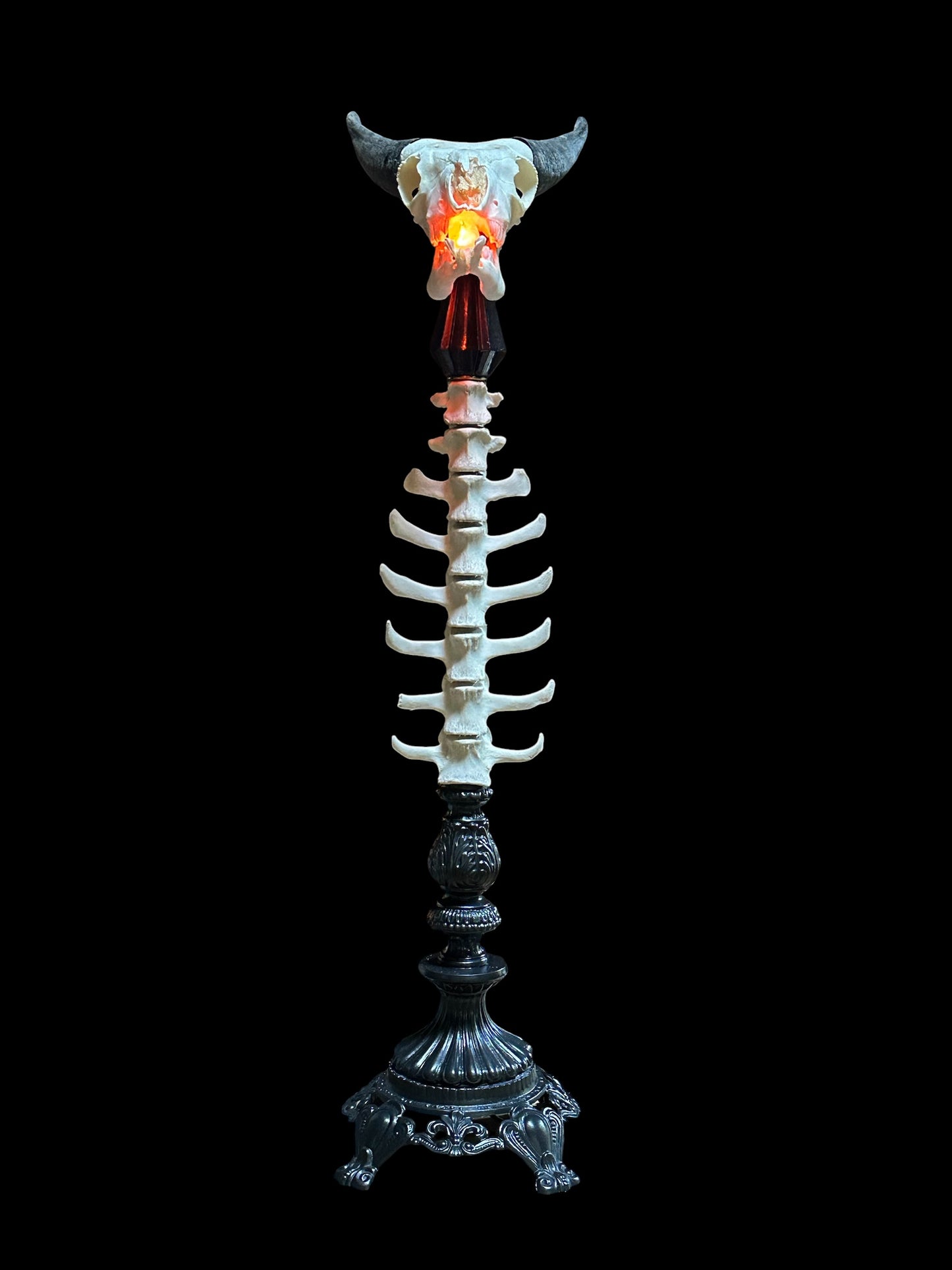 Goat Skull with Sheep Vertebrae
