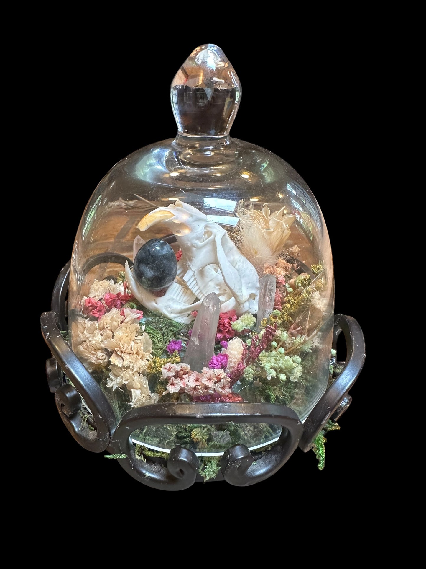 Muskrat Skull under Glass Dome