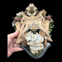 Raccoon Skull with Beaver Pelvis and Sacrum Plaque