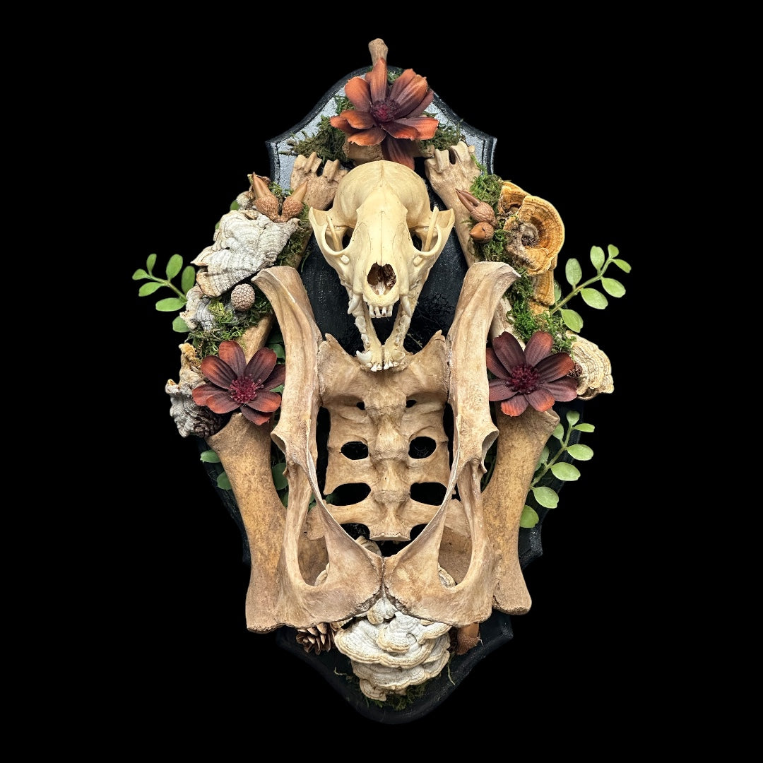 Raccoon Skull with Beaver Pelvis and Sacrum Plaque