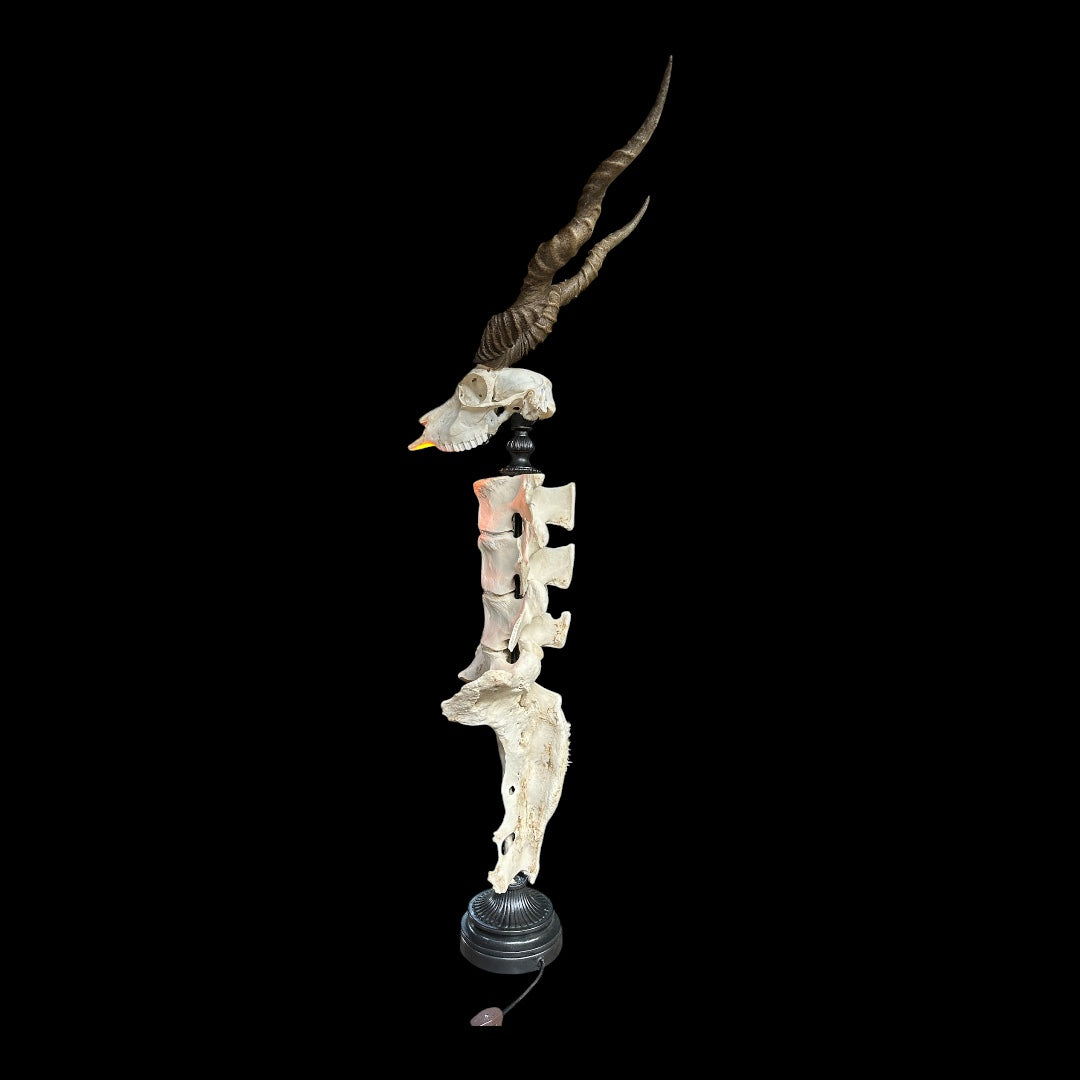 Blackbuck Antelope Skull & Cow Spine Lamp