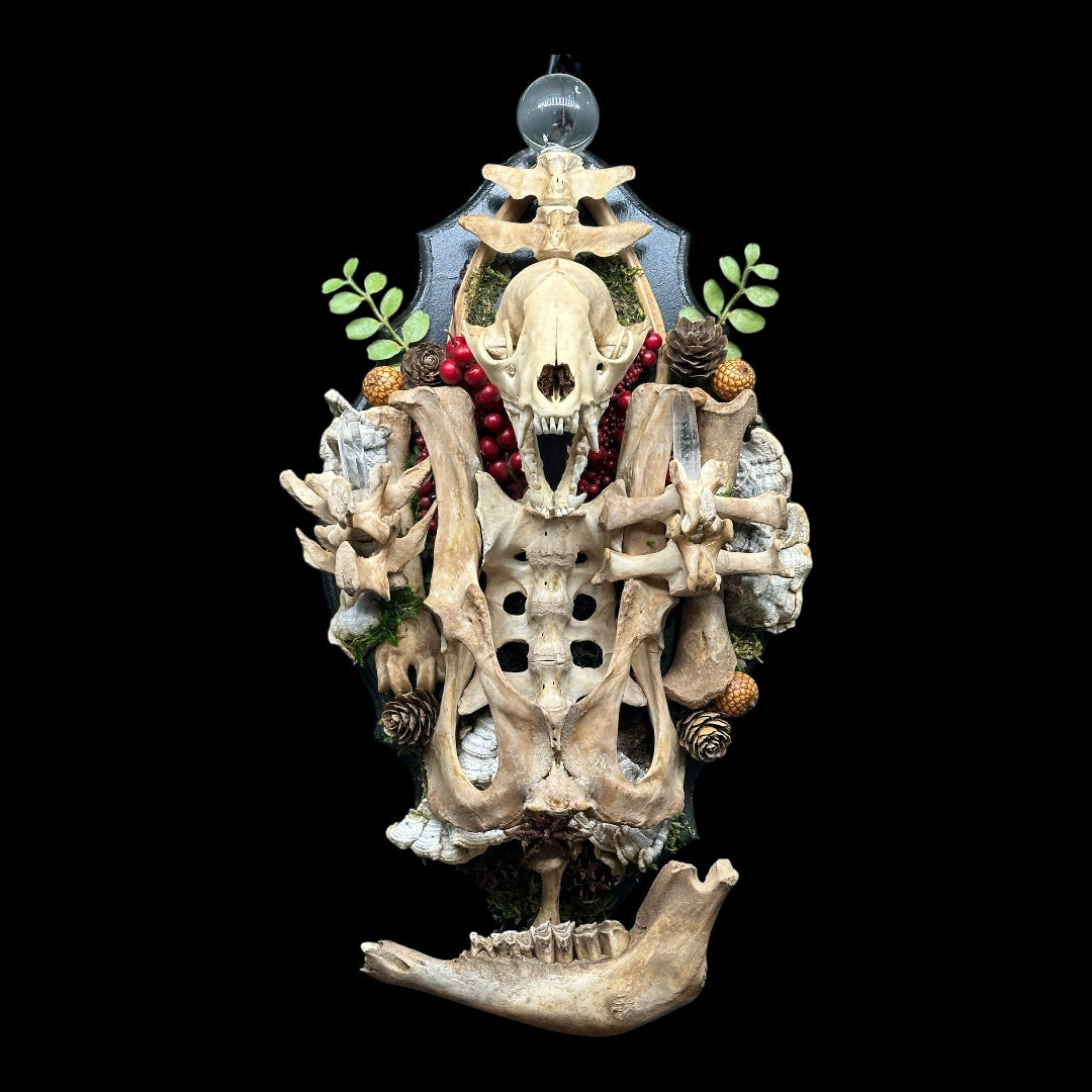 Raccoon Skull and Beaver Bone Wall Plaque
