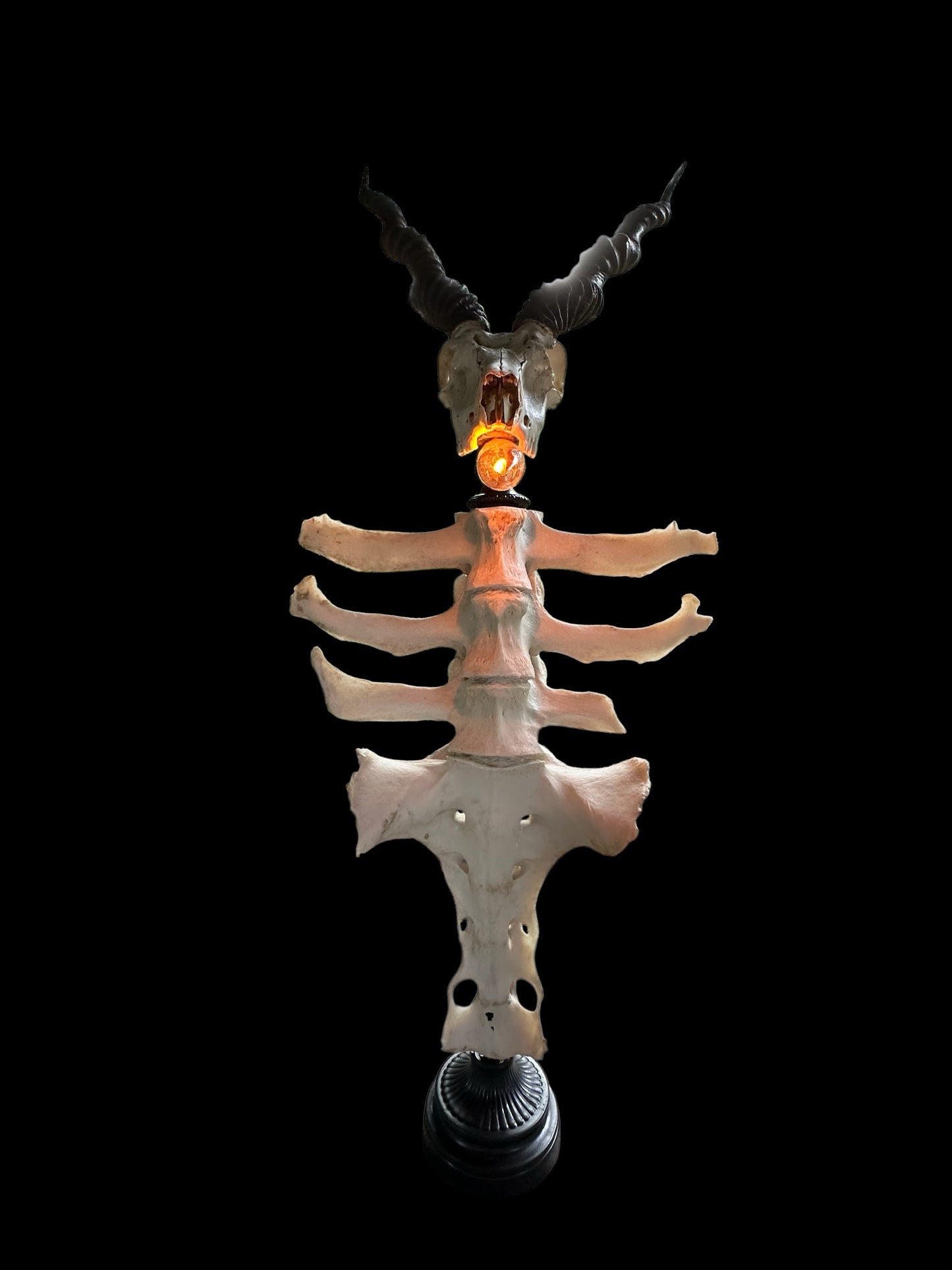 Blackbuck Antelope Skull & Cow Spine Lamp