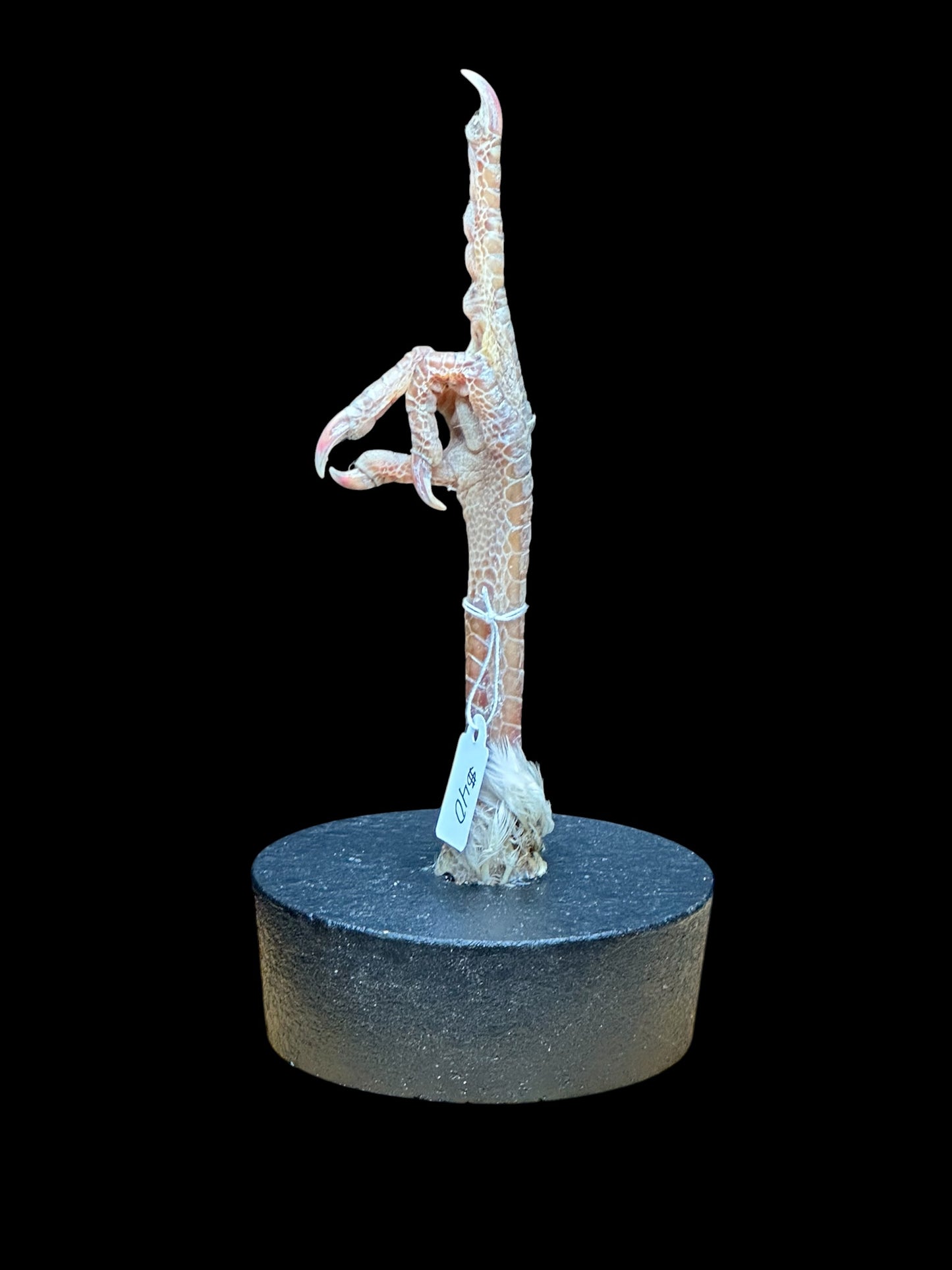 FU Chicken Leg (White)