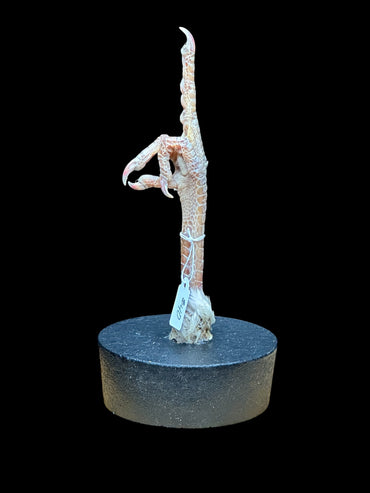 FU Chicken Leg (White)