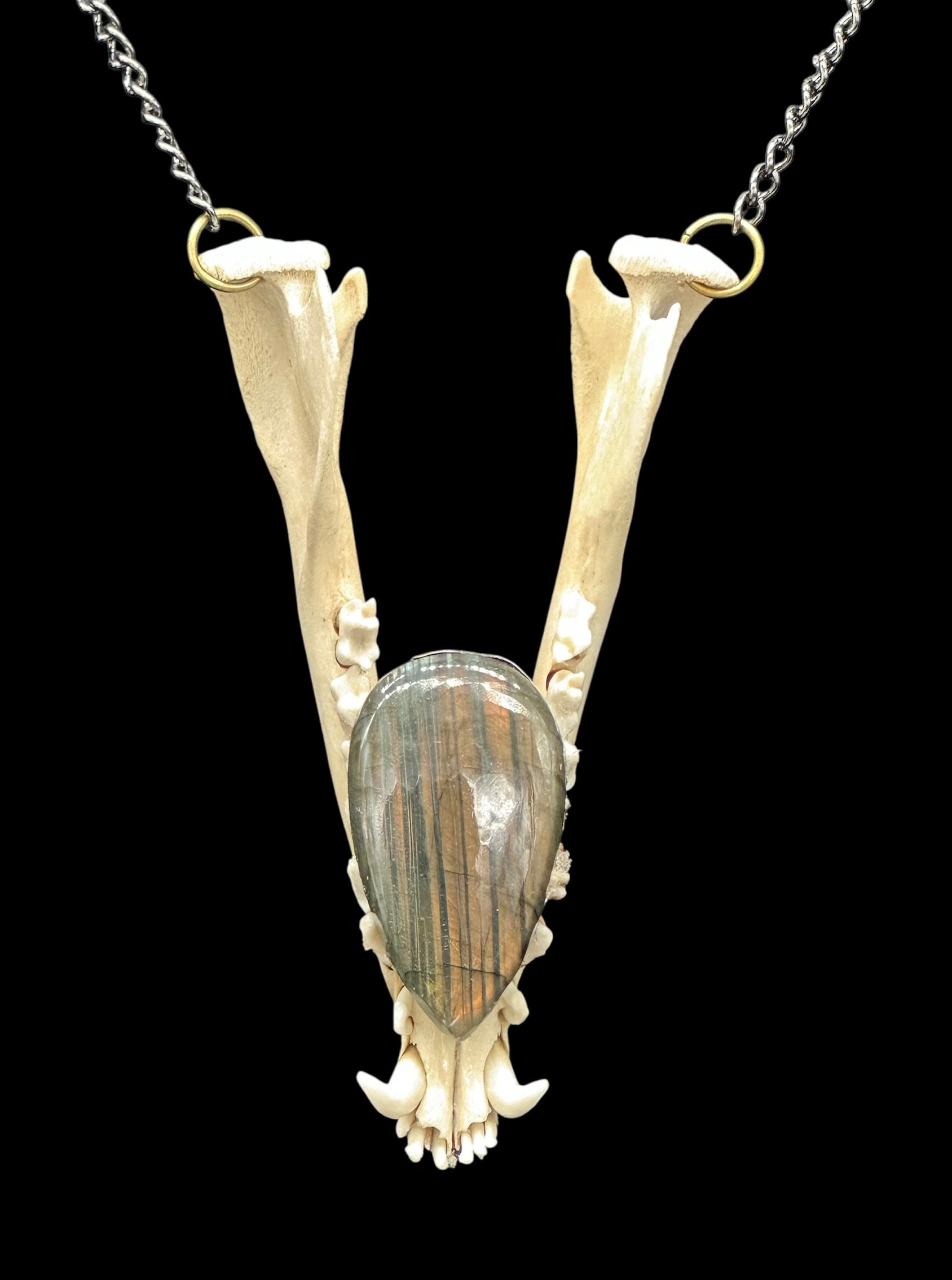 Opossum Jaw with Labradorite