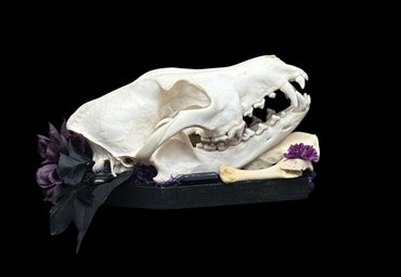 Coyote Skull on Black Coffin Plaque