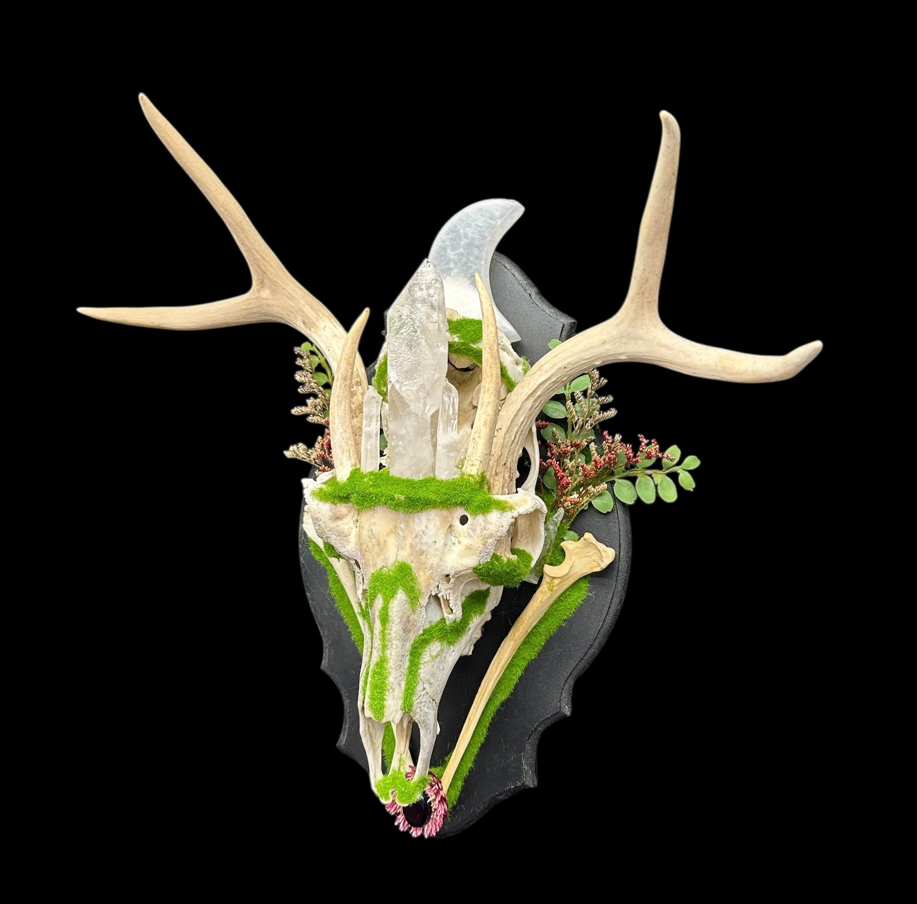 Deer Skull with Antlers & Crystals