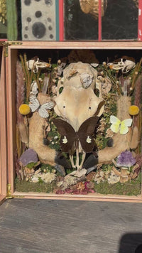 Deer Skull & Legs Shadow Box