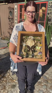 Deer Skull & Legs Shadow Box