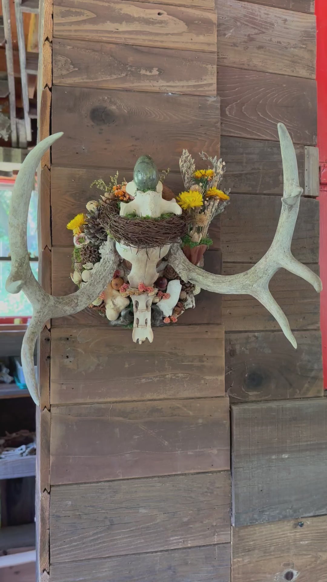 Antler Skull Cap Mount with Dragon's Blood Jasper